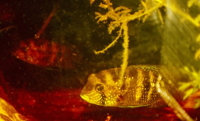 55A3DAA7-93E0-4337-B812-38F8CDE175A8_1_201_a.jpeg 55A3DAA7-93E0-4337-B812-38F8CDE175A8_1_201_a.jpeg