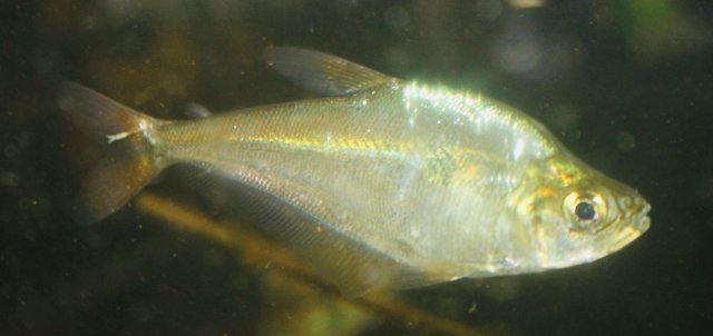 7B840247-1A11-41DB-B89E-50891DD254AE_1_201_a.jpeg 7B840247-1A11-41DB-B89E-50891DD254AE_1_201_a.jpeg