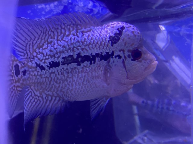 Flowerhorn new !.jpg Flowerhorn new !.jpg
