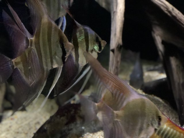 017E8FAA-68E9-45AB-BBD9-21ACF2229109.jpeg