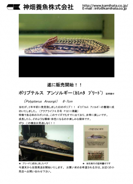 카미하타 안솔기.PNG