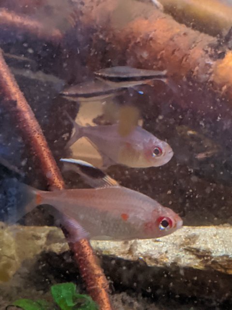 MVIMG_20200806_020747.jpg