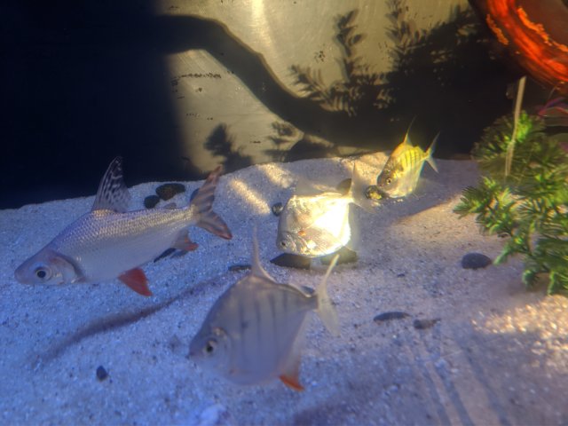 IMG_20200806_065018.jpg