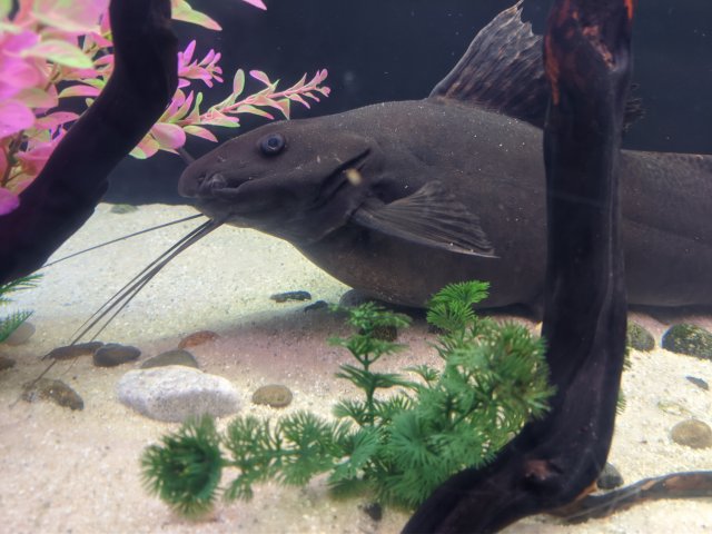 IMG_20200807_061153.jpg