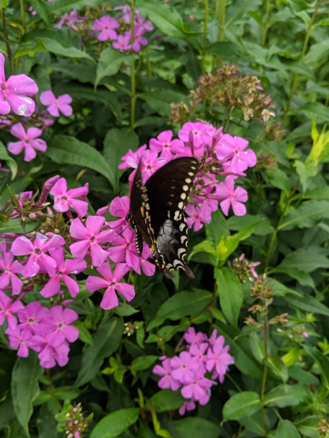 989A444F-55F4-4DB4-BBF0-14548A22912C.png