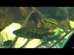 download (46).jpeg download (46).jpeg