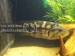 download (47).jpeg download (47).jpeg