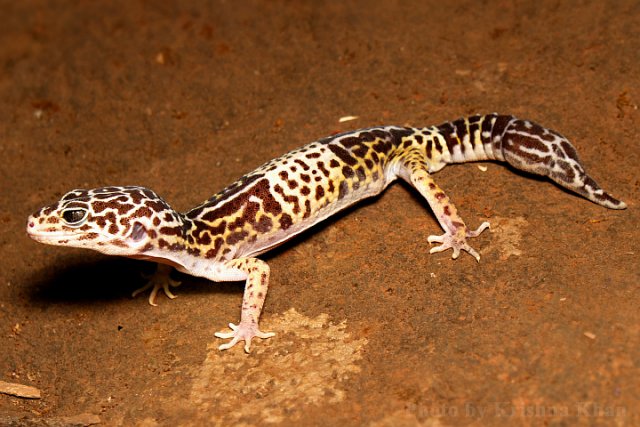 West_Indian_leopard_gecko_Eublepharis_fuscus_by_Krishna_Khan_Amravati.jpg