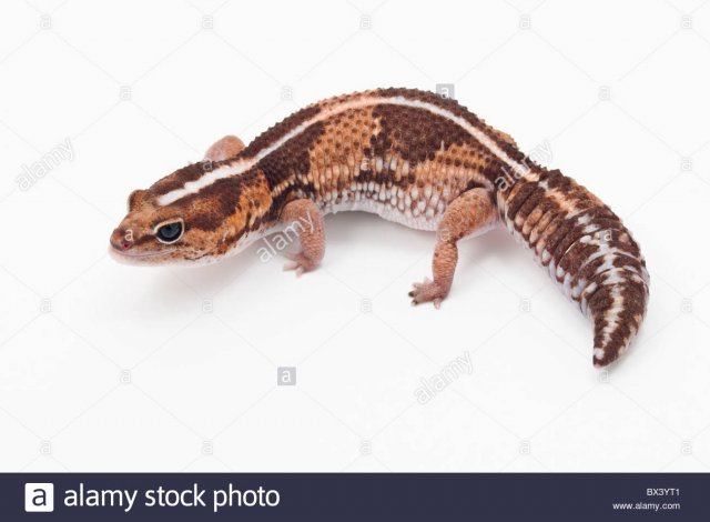 african-fat-tailed-gecko-hemitheconyx-caudicinctus-BX3YT1.jpg