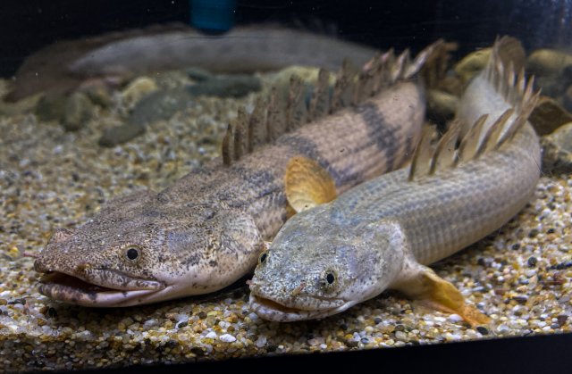 7-22 bichir 5-2.jpg