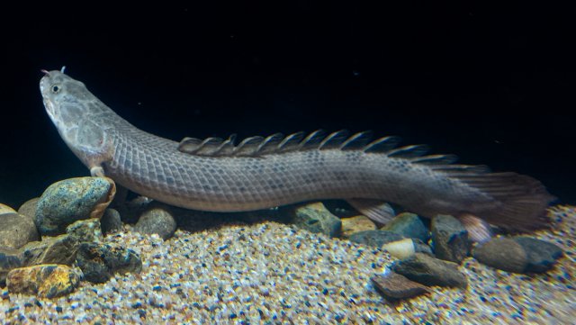 7-22 bichir 6-2.jpg