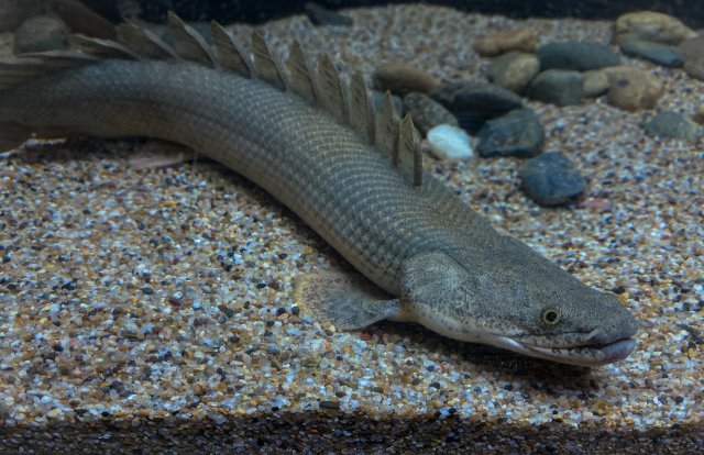 7-22 bichir-2.jpg