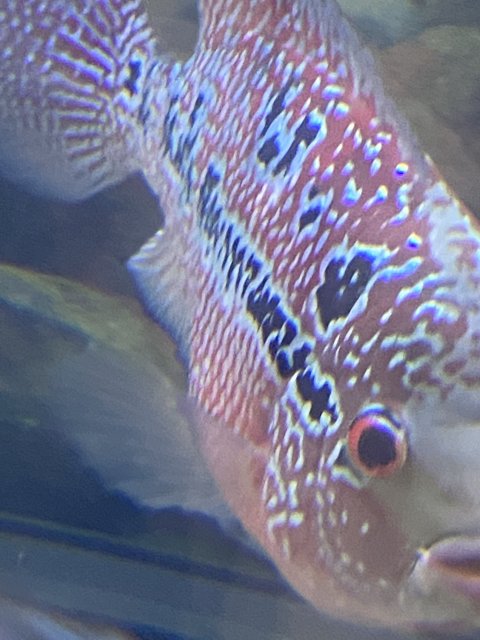 Flowerhorn preg.jpg