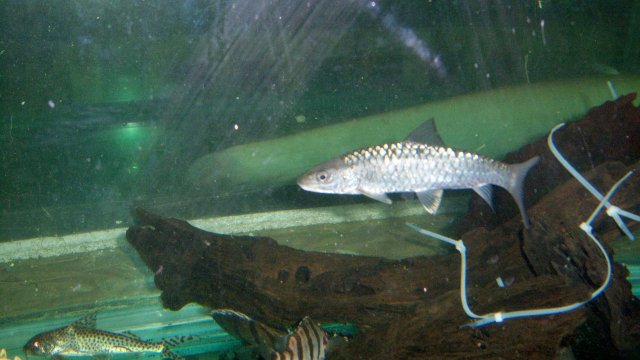 Mahseer holandii.JPG