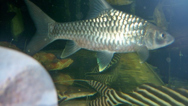 Mahseer sinensis Wes 1.JPG