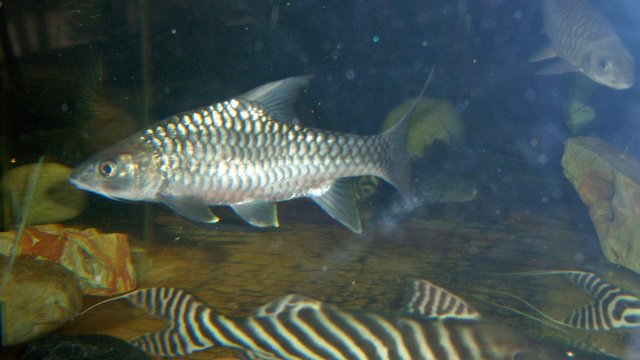 Mahseer sinensis Wes.JPG