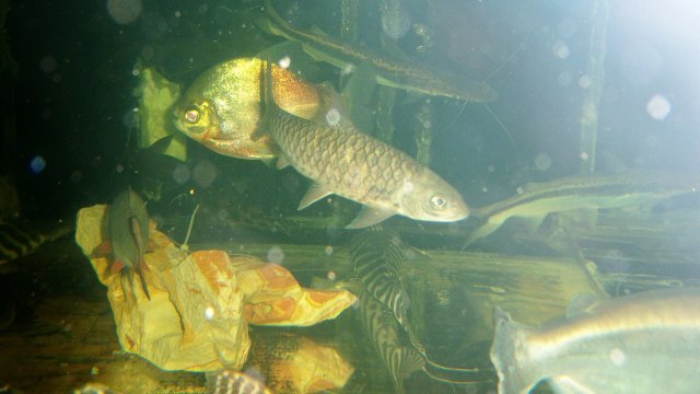 Mahseer tambra.JPG