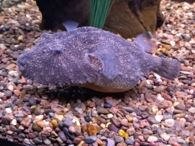 48B20ADA-0091-403C-BE86-ACF92C6C2648.png 48B20ADA-0091-403C-BE86-ACF92C6C2648.png