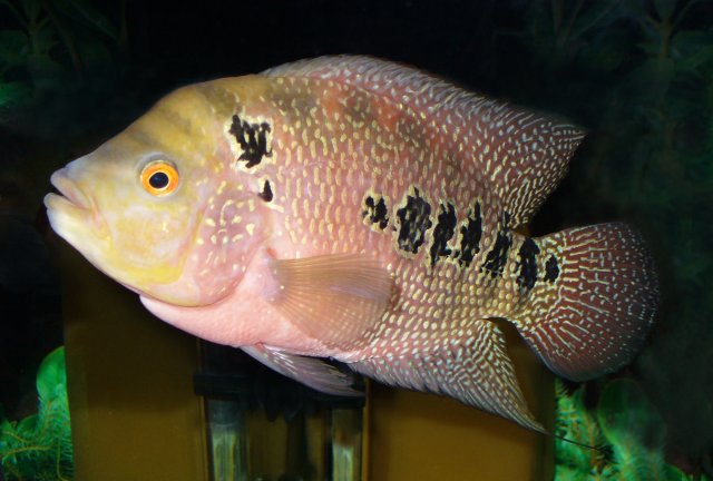 Cichlidae_fish_2008_G1.jpg