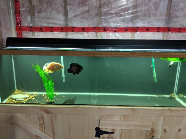 IMG_20200829_185737.jpg IMG_20200829_185737.jpg