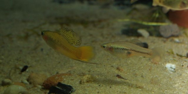 Xiphophorus_cortezi06.jpg