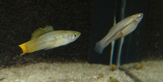 Xiphophorus_cortezi03.jpg