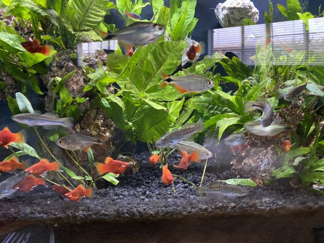 Gobies.jpg
