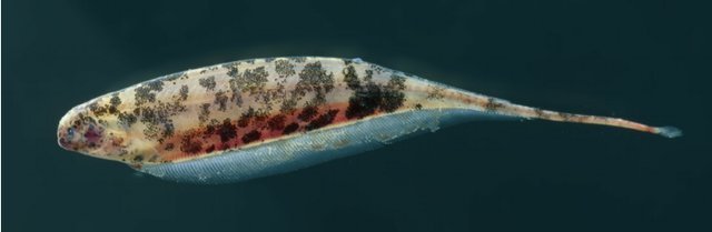 A_nebulosus.jpg