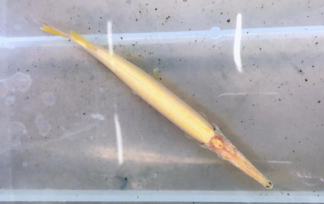 Albino Florida Gar 5.jpg