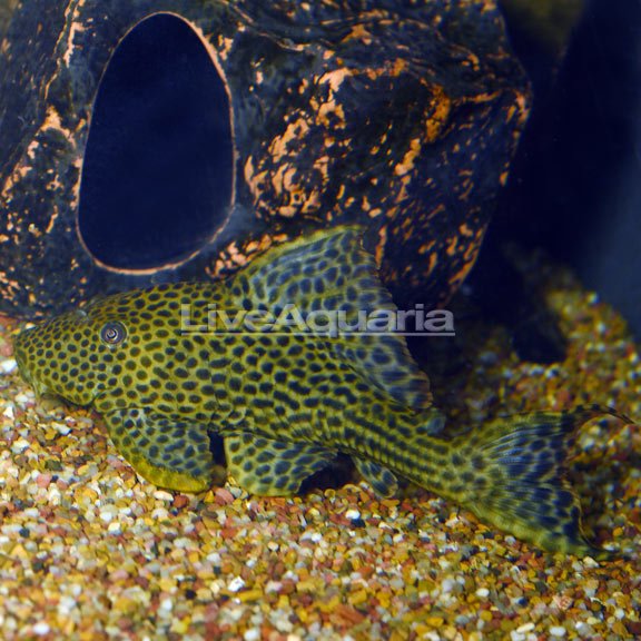 pleco.jpg pleco.jpg
