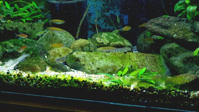 Horseface Loach and S. Breviventralis.jpg