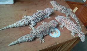 download (87).jpeg download (87).jpeg