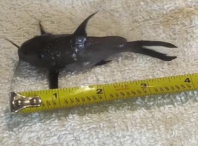Synodontis granulosus-Female.jpg Synodontis granulosus-Female.jpg