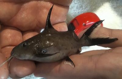 Synodontis granulosus-Female 2.jpg Synodontis granulosus-Female 2.jpg