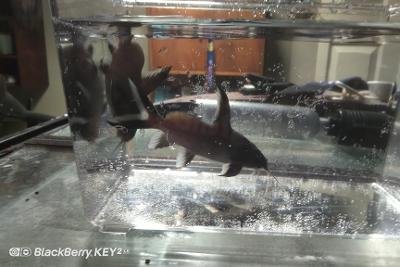 Synodontis granulosus-Pair.jpg Synodontis granulosus-Pair.jpg