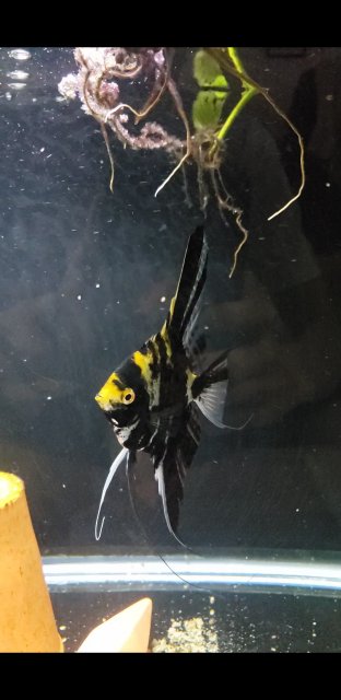 Screenshot_20200909-090539_Video Player.jpg Screenshot_20200909-090539_Video Player.jpg