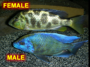 Nimbochromis-venustus-sexing.fw_-300x224.png