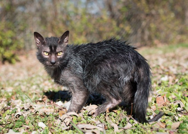 lykoi-cat.jpg