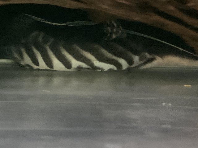 00D02A0F-15CC-4765-B746-BA1FD060A6F7.jpeg