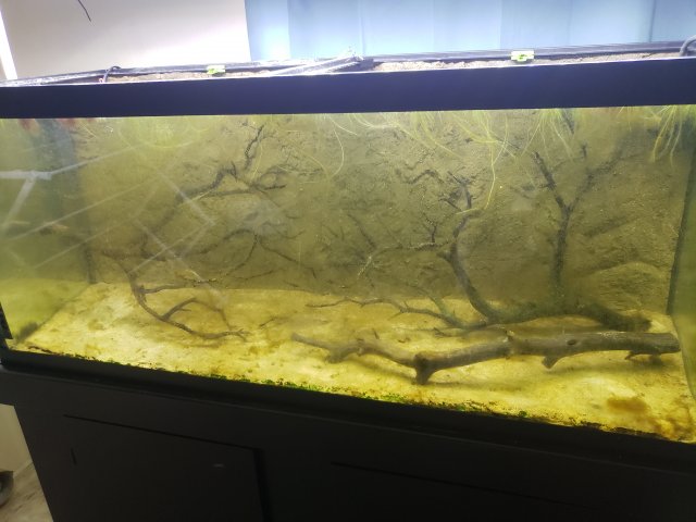 How to get rid of brown hair algae How to get rid of brown hair algae