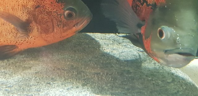 20200903_131915.jpg