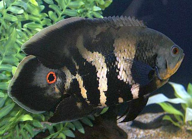 oscar-fish-photo.jpg