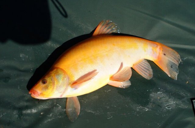 Tench-5-650x425.jpg