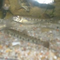 297119_210051265726081_336884300_n plž.jpg