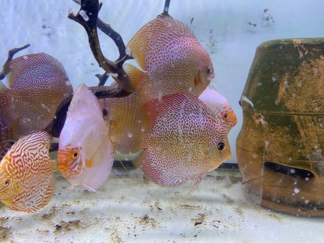 266FE77B-FE88-45C7-BC9F-A3F45245CE32.jpeg 266FE77B-FE88-45C7-BC9F-A3F45245CE32.jpeg