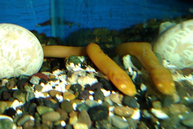 Albino Ropefish.jpg