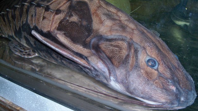 Doradidae, irwini big guy 1.JPG