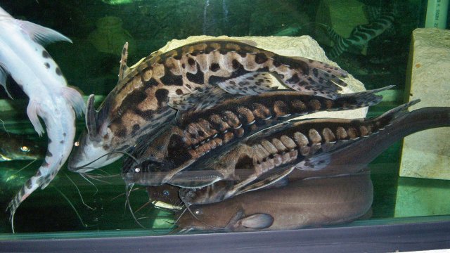 Doradidae, irwini pile 2.JPG