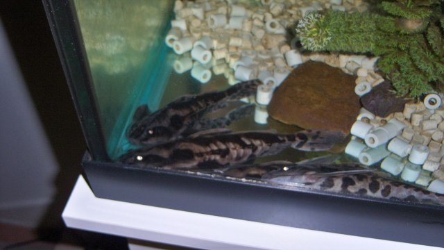 Irwini 120 gal Nov 2012 1.JPG
