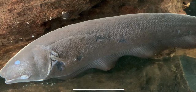 687F92A6-C481-4846-83C9-F792293B65BB.jpeg 687F92A6-C481-4846-83C9-F792293B65BB.jpeg